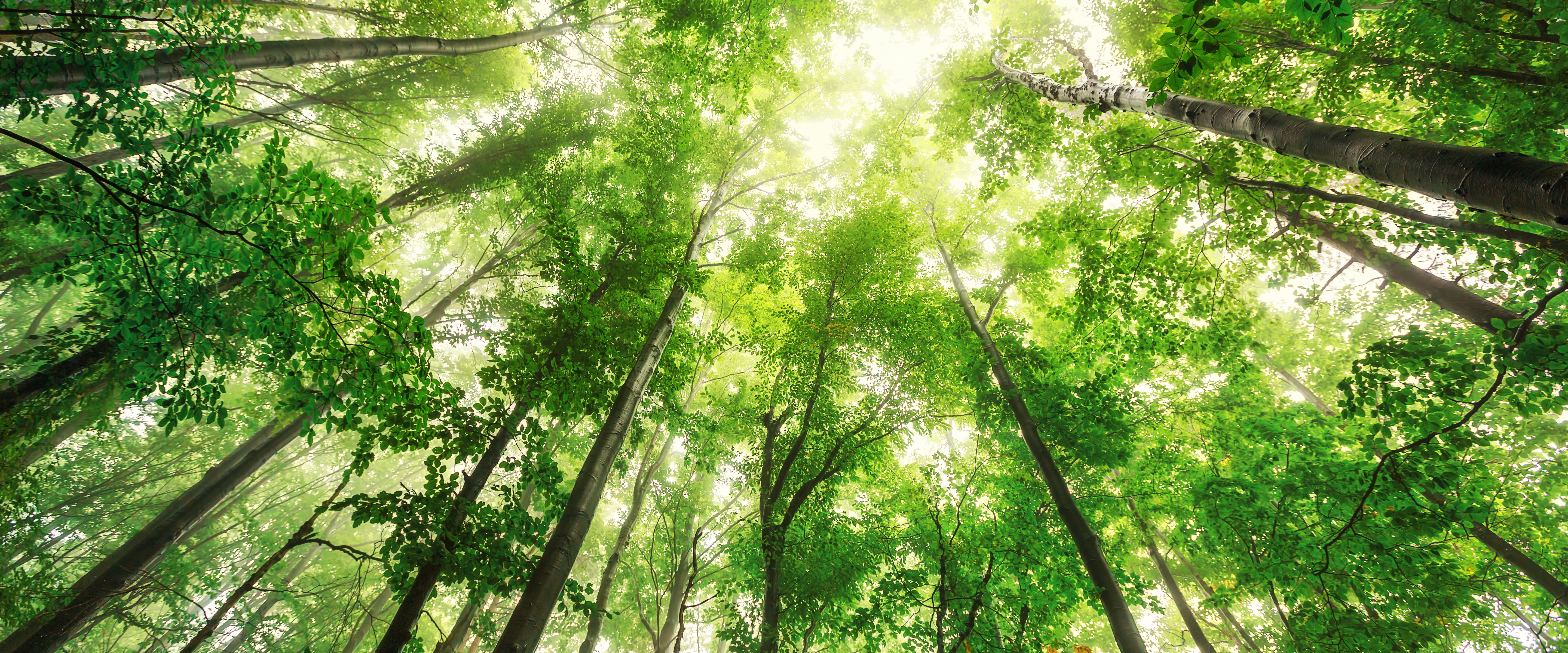 Beautiful nature at morning in the misty spring forest with sun rays