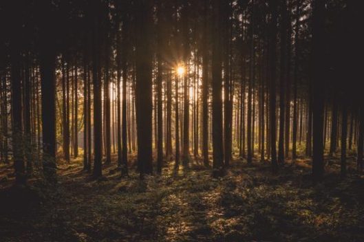 Large deciduous forest scene with sun setting behind the trees