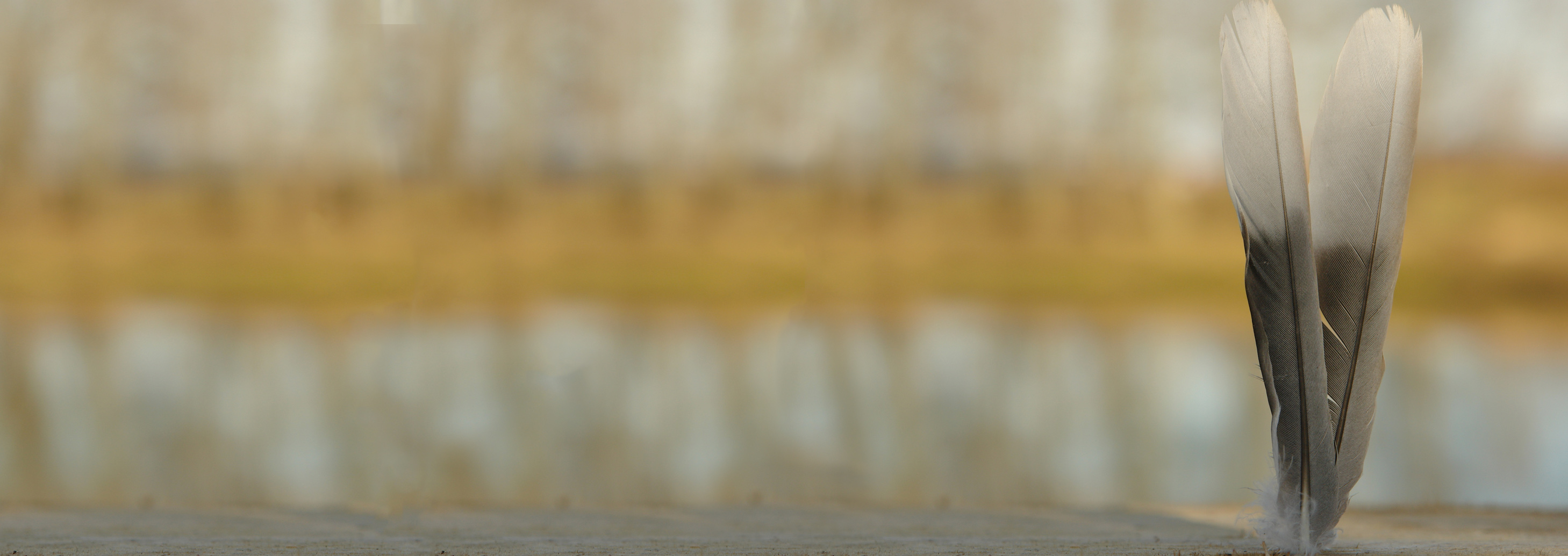 Blurred image of scenery with two feathers in focus