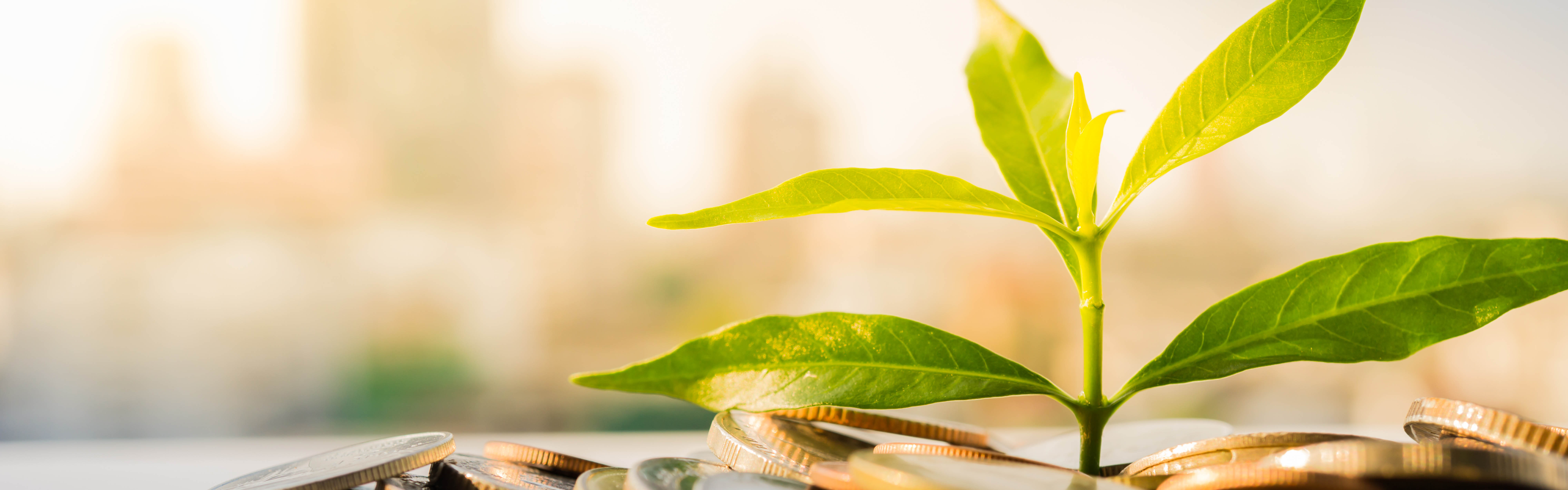 Photo of a small tree growing up out of coins.