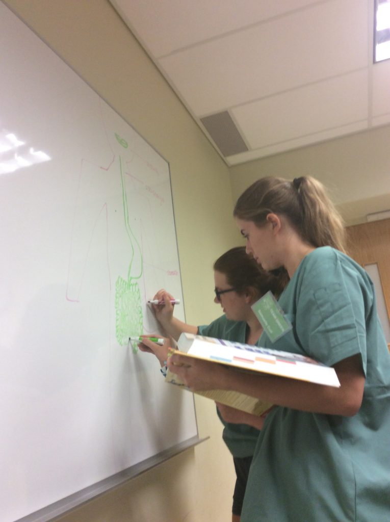 Two campers drawing diagram of digestive system on whiteboard in small group room.