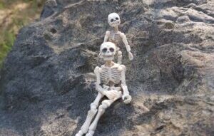 A photo of a two miniature skeletons including one named Captain Jack- the library mascot
