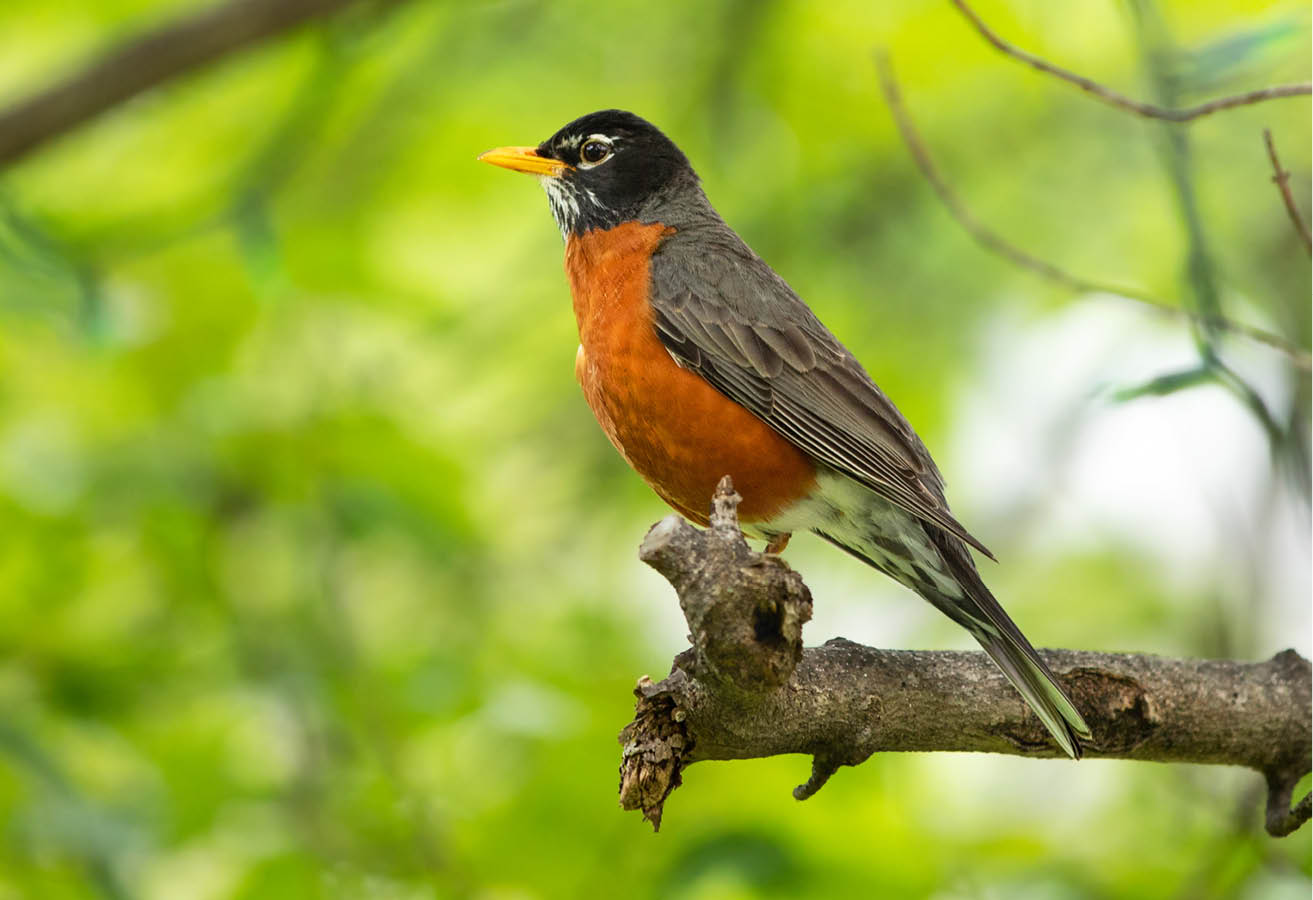 A robin sits on a branch, with the bright green growth of new spring leaves in the background. | Un merle d’Amérique se tient sur une branche sur un fond de nouvelles feuilles vert clair du printemps.