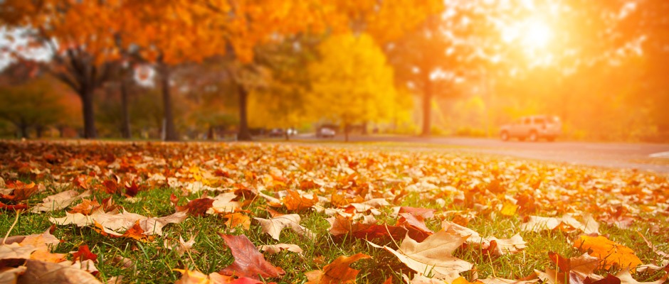 Fall Leaves